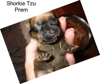 Shorkie Tzu Prem