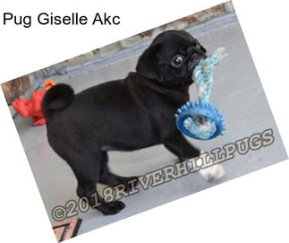 Pug Giselle Akc