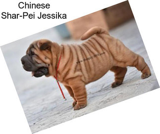 Chinese Shar-Pei Jessika