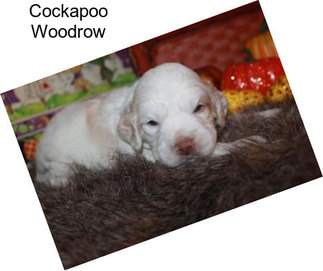 Cockapoo Woodrow