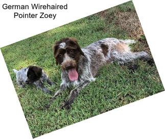 German Wirehaired Pointer Zoey