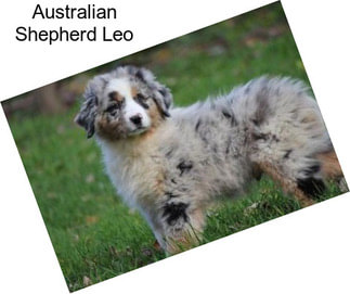 Australian Shepherd Leo