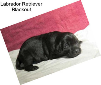Labrador Retriever Blackout