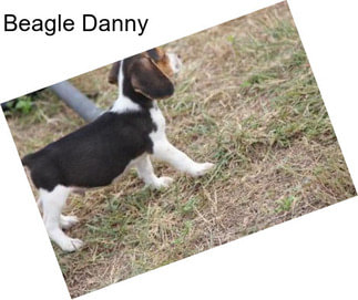 Beagle Danny