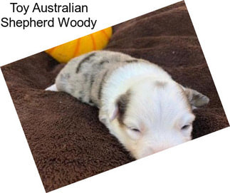 Toy Australian Shepherd Woody