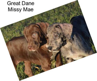 Great Dane Missy Mae