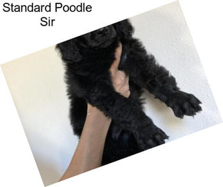 Standard Poodle Sir