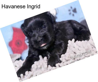 Havanese Ingrid