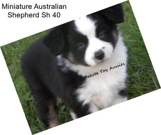 Miniature Australian Shepherd Sh 40