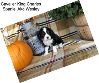 Cavalier King Charles Spaniel Akc Wesley