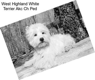 West Highland White Terrier Akc Ch Ped