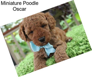 Miniature Poodle Oscar