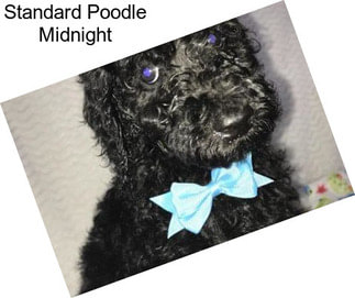 Standard Poodle Midnight