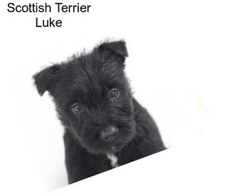 Scottish Terrier Luke