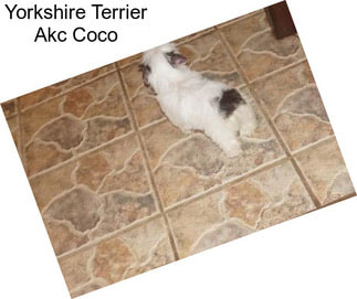 Yorkshire Terrier Akc Coco