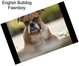 English Bulldog Fawnboy