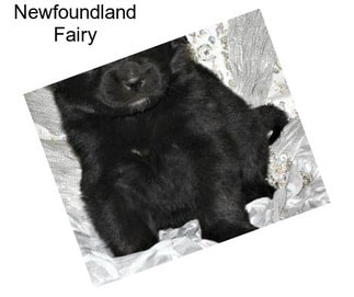 Newfoundland Fairy
