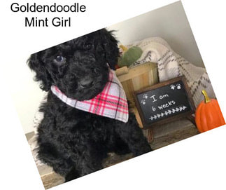 Goldendoodle Mint Girl