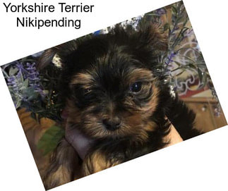 Yorkshire Terrier Nikipending