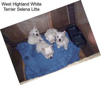 West Highland White Terrier Selena Litte