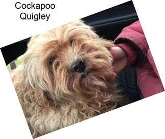 Cockapoo Quigley