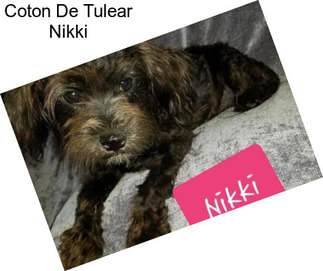 Coton De Tulear Nikki