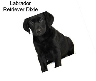 Labrador Retriever Dixie