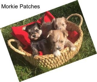 Morkie Patches