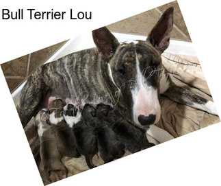 Bull Terrier Lou