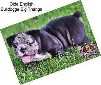 Olde English Bulldogge Big Thangs