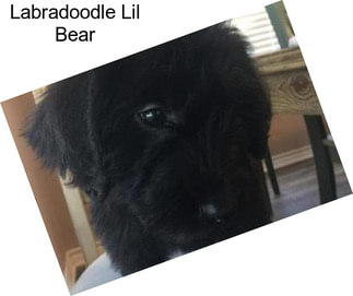 Labradoodle Lil Bear