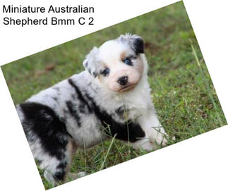 Miniature Australian Shepherd Bmm C 2