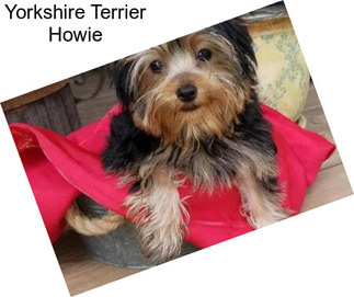 Yorkshire Terrier Howie