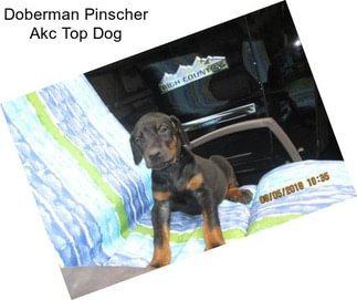 Doberman Pinscher Akc Top Dog