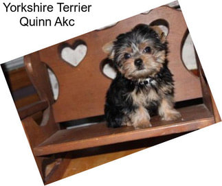 Yorkshire Terrier Quinn Akc