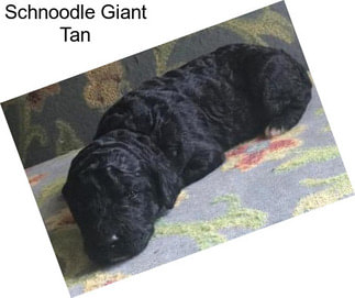 Schnoodle Giant Tan