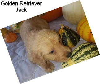 Golden Retriever Jack