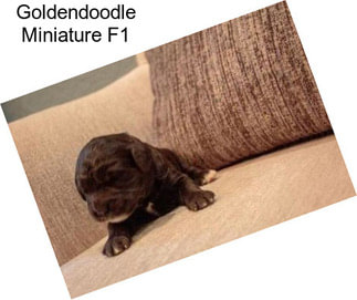 Goldendoodle Miniature F1