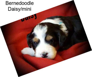 Bernedoodle Daisy/mini