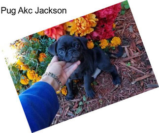 Pug Akc Jackson