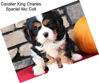 Cavalier King Charles Spaniel Akc Colt