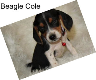 Beagle Cole
