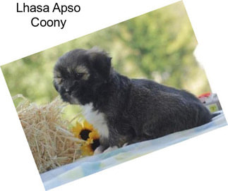 Lhasa Apso Coony