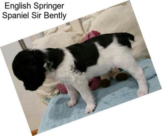 English Springer Spaniel Sir Bently