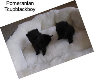 Pomeranian Tcupblackboy