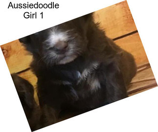 Aussiedoodle Girl 1