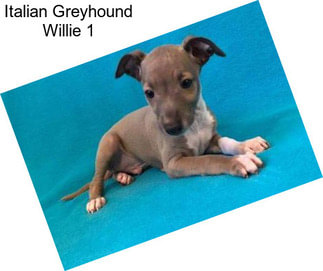 Italian Greyhound Willie 1