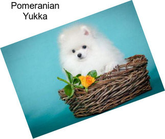 Pomeranian Yukka
