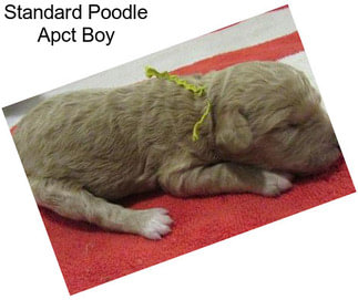 Standard Poodle Apct Boy