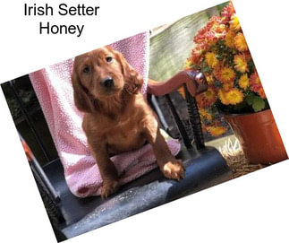 Irish Setter Honey